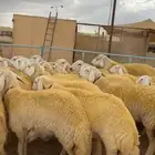 رخال صنف كفوو ( تم البيع )