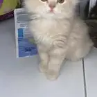 القطط