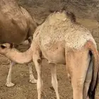 قعود للبيع عمر 8 شهور السعر 8 الاف