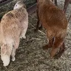 سواكني تم البيع