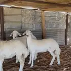 رخال حريات صنف صنف