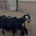 شاه عارضيه عليها عناقين ودافع