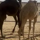 قعدان للبيع