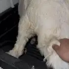 رخل وخروف ظهروها تحت الفل