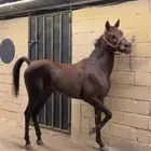 مهره شعبيه حاره جدا