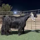 عنز عارضيه خصم