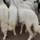 ذبايح