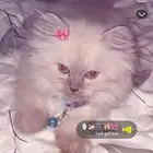 هملايا انثى للبيع العمر 3 شهور او 4 سليمه من الامراض اليفة
