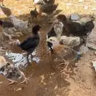 صوص دجاج بلدي