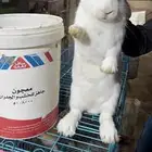 انثى ارانب فلاندر الماني مولدة (تم البيع)