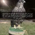 طير حر