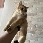 انثى سكوتش ستريت تبني