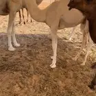 قعود كفو