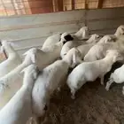 ذبايح هرافى لبانيه 3 4 شهور