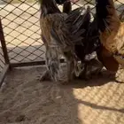 ديك فروج برهما