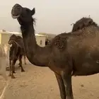 ناقه مجهم