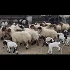 غنم نعيم متابيع .