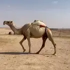 ناقه عشراء معهاء قعود اناء عرضهاء الي يبي علومها يتصل