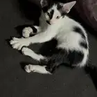 قط بلدي صغيره عمره شهر او شهرين للتبني