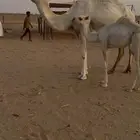 خلفة كفو تحتها بكره