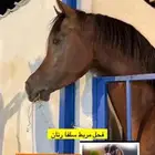 اسطبل سلفا النواريه ايجار غرف خيل