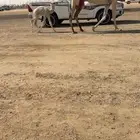 خلفه وضحا للبيع