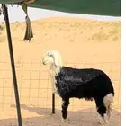 خروف فحل نجدي تم البيع الله يبارك لشاري ويخلف على البايع