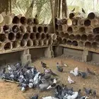 حمام زاجل