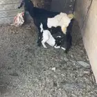 عنزين متابيع
