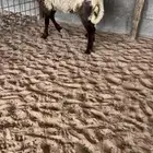 رخل صنف مقنوي (( تم البيع ))