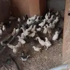 صيصان بلدي