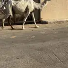 لقحه