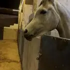 فرس واهو مكس