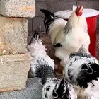 دجاج براهما كولمبي طقم