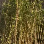 لللبيع شتلات شاي ازرق طول من متر ونص ومترين