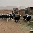 طليان نجد طيبات