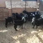 العدد 10 العمر خمس اشهور