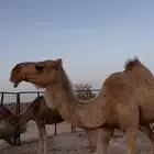 ناقه شعلا للبيع