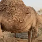حيل طيبه وفيها مقاني جميع الالوان وفيه بكار لقايا