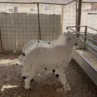 خرفان حريات فاخره من عيال الغنم حقتي