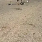 للبيع قعدان