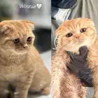 ذكر سكوتش فولد م نتج و م سج ل