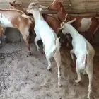 تيوس جنوبيه عمر 3 شهور وزود