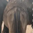 بكره للبيع