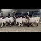 جذعات نعيم فاخره