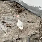 بط بياض