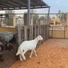هرفي حري