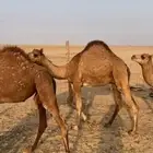 قعدان للبيع طيبه العدد 12