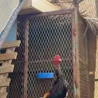 ديك شامو ياباني فاخر