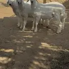 خرفان هرافا